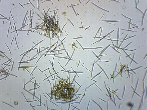 EISCO 10PK Mixed Spicules, Wholemount - Prepared Microscope Slides - Classroom Pack, 10 Slides in Storage Case - Biology & Microscopy in Kuwait