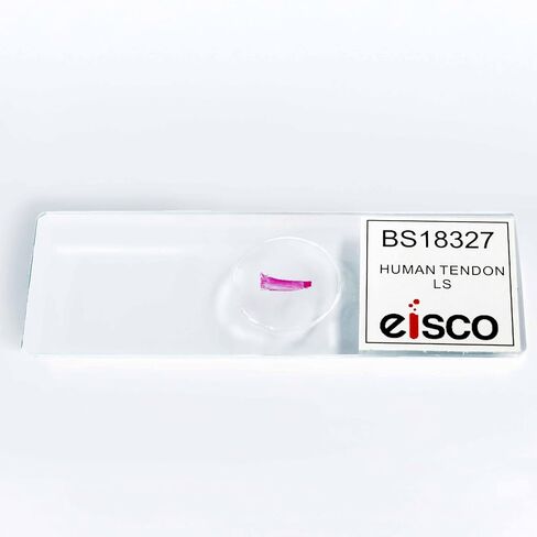 Eisco – Human Tendon Longitudinal Section Prepared Microscope Slide – 75 x 25 mm - Mounted Histology Slide for Muscle Tissue Study for Classroom and Laboratory Use in Kuwait