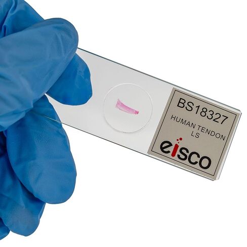 Eisco – Human Tendon Longitudinal Section Prepared Microscope Slide – 75 x 25 mm - Mounted Histology Slide for Muscle Tissue Study for Classroom and Laboratory Use in Kuwait