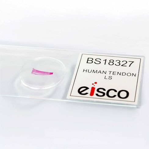 Eisco – Human Tendon Longitudinal Section Prepared Microscope Slide – 75 x 25 mm - Mounted Histology Slide for Muscle Tissue Study for Classroom and Laboratory Use in Kuwait