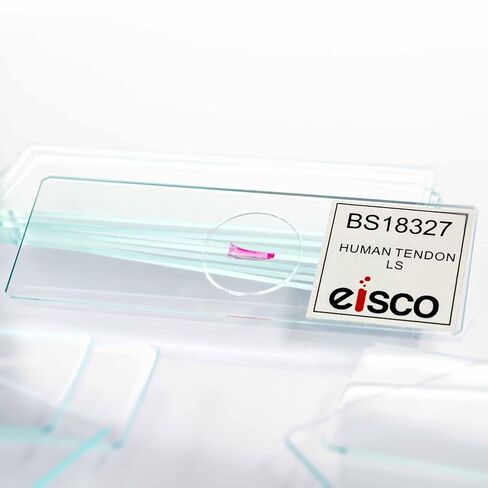 Eisco – Human Tendon Longitudinal Section Prepared Microscope Slide – 75 x 25 mm - Mounted Histology Slide for Muscle Tissue Study for Classroom and Laboratory Use in Kuwait