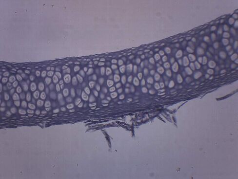 10PK Yellow Elastic Cartilage - Prepared Microscope Slides - Classroom Pack, 10 Slides in Storage Case - Biology & Microscopy - Eisco Labs in Kuwait