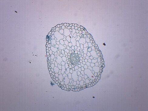 EISCO 10PK Elodea Stem, Cross Section - Prepared Microscope Slides - Classroom Pack, 10 Slides in Storage Case - Biology & Microscopy in Kuwait
