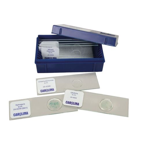 Beginner's Algae Microscope Slide Set in Kuwait