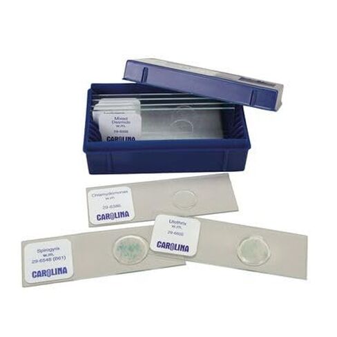 Beginner's Algae Microscope Slide Set in Kuwait