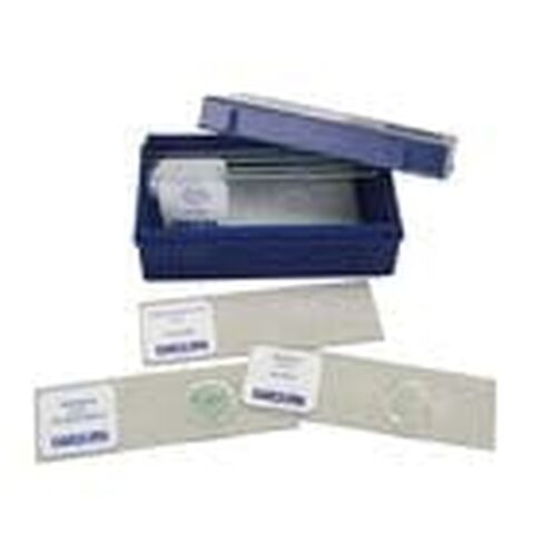 Beginner's Algae Microscope Slide Set in Kuwait