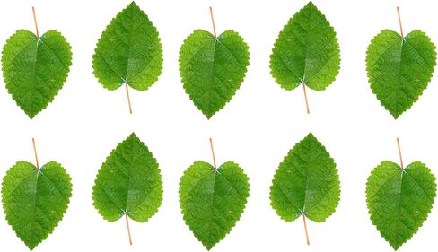 اووسوم اكواتيك اوراق بيتا / جمبري، 20 ورقة لوز هندي فاخرة من كاتابا بحجم 7 انش - 9 انش في موطن طبيعي لإنتاج التانين وتحسين المناعة وسهلة الاستخدام in Kuwait