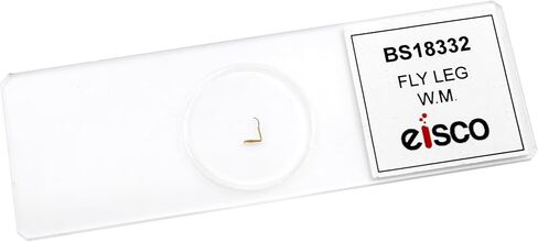 EISCO Fly Leg, W.M, Prepared Microscope Slide - 75 x 25mm - Biology & Microscopy in Saudi Arabia