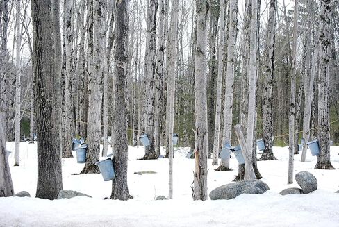 CountryMax Sap Hydrometer Test Cup for Measuring Sugar and Moisture Content, Maple Syrup Making in Kuwait