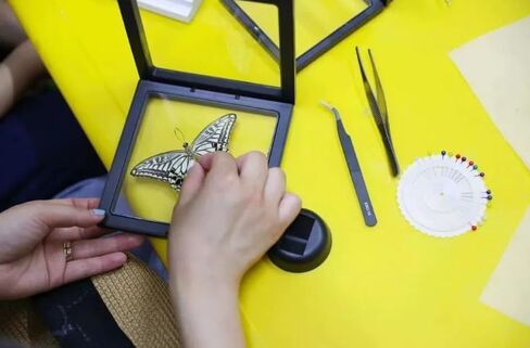 تتضمن مجموعة عينات الفراشة دبابيس، ولوحة تثبيت، وأدوات توزيع، وحقيبة عرض، وملصقات، وملقط، وحفظ وعرض عينات الفراشة. (طقم صندوق عرض PVC أسود) in Kuwait