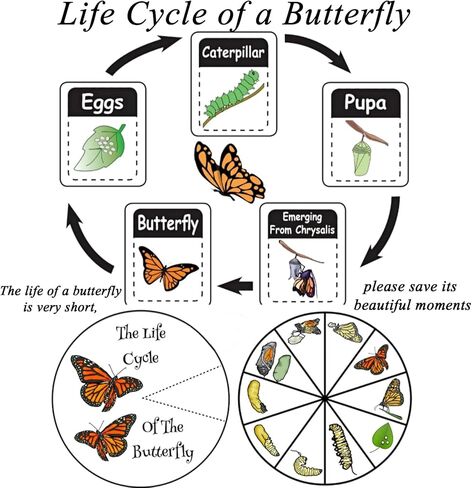 تتضمن مجموعة عينات الفراشة دبابيس، ولوحة تثبيت، وأدوات توزيع، وحقيبة عرض، وملصقات، وملقط، وحفظ وعرض عينات الفراشة. (طقم صندوق عرض PVC أسود) in Kuwait