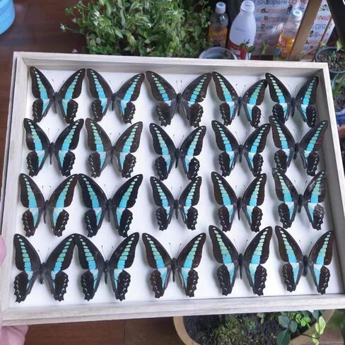 تتضمن مجموعة عينات الفراشة دبابيس، ولوحة تثبيت، وأدوات توزيع، وحقيبة عرض، وملصقات، وملقط، وحفظ وعرض عينات الفراشة. (طقم صندوق عرض PVC أسود) in Kuwait