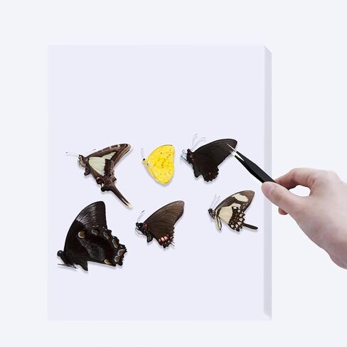 6 قطع من ألواح تثبيت الحشرات، لوحات عرض حشرات من إسفنج EVA مقاس 9.8 × 6.3 × 0.39 بوصة، وألواح نشر الفراشة لمشاريع تعليم العلوم، وأبحاث علم الحشرات، وتركيب عينات الحشرات in Kuwait