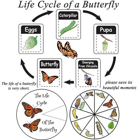 تتضمن مجموعة عينات الفراشة دبابيس، ولوحة تثبيت، وأدوات توزيع، وحقيبة عرض، وملصقات، وملقط، وحفظ وعرض عينات الفراشة. (أدوات عينة إبرة الحشرات) in Kuwait