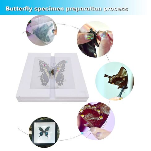 تتضمن مجموعة عينات الفراشة دبابيس، ولوحة تثبيت، وأدوات توزيع، وحقيبة عرض، وملصقات، وملقط، وحفظ وعرض عينات الفراشة. (أدوات عينة إبرة الحشرات) in Kuwait