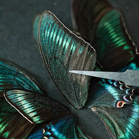 تتضمن مجموعة عينات الفراشة دبابيس، ولوحة تثبيت، وأدوات توزيع، وحقيبة عرض، وملصقات، وملقط، وحفظ وعرض عينات الفراشة. (أدوات عينة إبرة الحشرات) in Kuwait