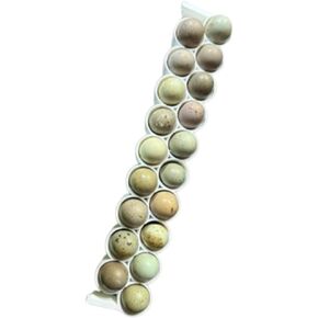 قضبان بيض السمان القياسية والأزرار الفريدة، بوليمر صلب، أبيض لحاضنات Cimuka/Hatching Time CT-Series (2) in Kuwait