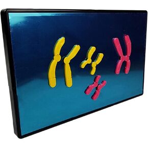 Animal Cell Meiosis Model, Cell Mitosis Medical Teaching Model Animal and Plant Cells Mitosis Model for Science Education Classroom Demonstration Tools. in Kuwait