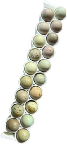قضبان بيض السمان القياسية والأزرار الفريدة، بوليمر صلب، أبيض لحاضنات Cimuka/Hatching Time CT-Series (2) in Kuwait