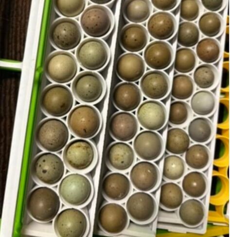 قضبان بيض السمان القياسية والأزرار الفريدة، بوليمر صلب، أبيض لحاضنات Cimuka/Hatching Time CT-Series (2) in Kuwait