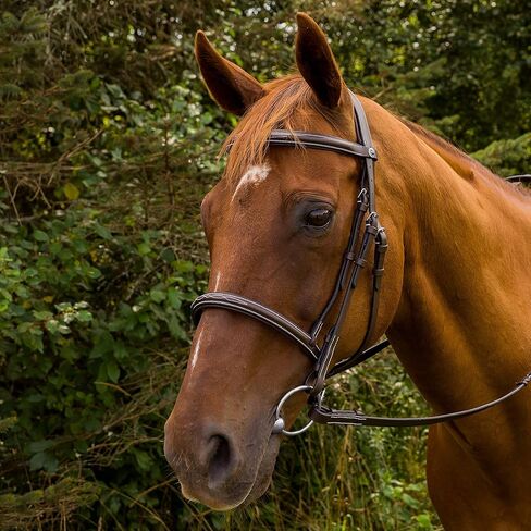 Henri de Rivel Pro Mono Crown Fancy Stitched Padded Bridle in Kuwait