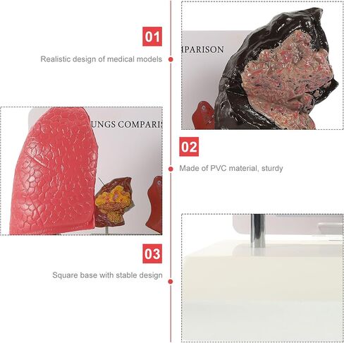 PartyKindom Smoking and Normal Lung Comparison Model, Medical Teaching Tool for Students Educators, Accurate Anatomy Display Model Demonstrating Lung Health Pathological Features in Saudi Arabia