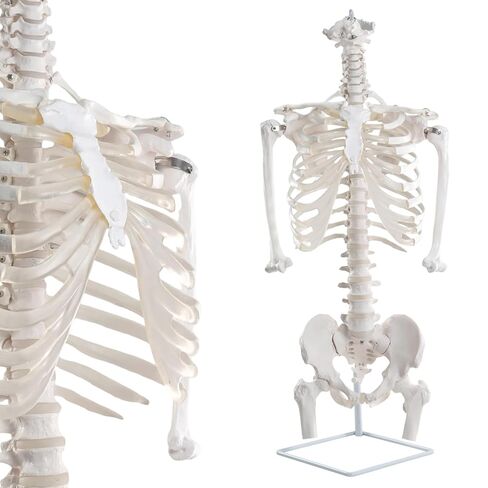 EVOTECH SCIENTIFIC Life Size Human Rib Cage Anatomy Model with Spine and Pelvis – Flexible Sternum for Chest Compression, Thoracic Skeleton Model with Stand for Medical Education in Saudi Arabia