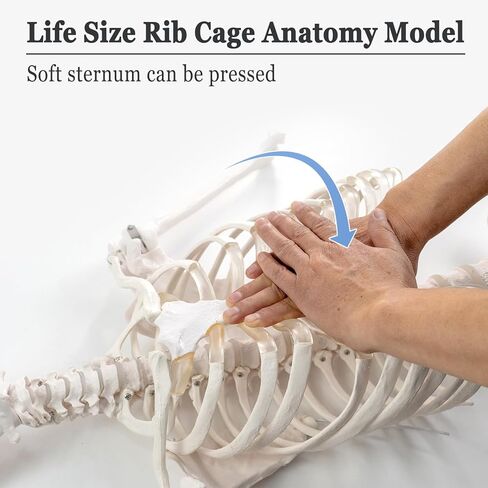 EVOTECH SCIENTIFIC Life Size Human Rib Cage Anatomy Model with Spine and Pelvis – Flexible Sternum for Chest Compression, Thoracic Skeleton Model with Stand for Medical Education in Saudi Arabia