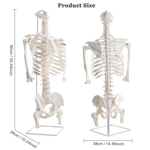 EVOTECH SCIENTIFIC Life Size Human Rib Cage Anatomy Model with Spine and Pelvis – Flexible Sternum for Chest Compression, Thoracic Skeleton Model with Stand for Medical Education in Saudi Arabia