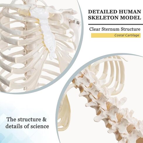 EVOTECH SCIENTIFIC Life Size Human Rib Cage Anatomy Model with Spine and Pelvis – Flexible Sternum for Chest Compression, Thoracic Skeleton Model with Stand for Medical Education in Saudi Arabia
