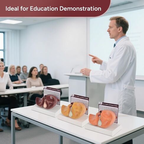 Healthy Liver Anatomy Model, Life-Size Silicone Human Liver Replica for Medical Training, Nursing Education, and Patient Demonstration in Kuwait