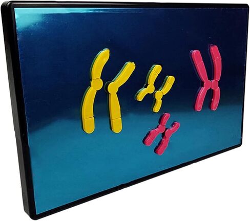 Animal Cell Meiosis Model, Cell Mitosis Medical Teaching Model Animal and Plant Cells Mitosis Model for Science Education Classroom Demonstration Tools. in Kuwait