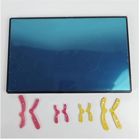 Animal Cell Meiosis Model, Cell Mitosis Medical Teaching Model Animal and Plant Cells Mitosis Model for Science Education Classroom Demonstration Tools. in Kuwait