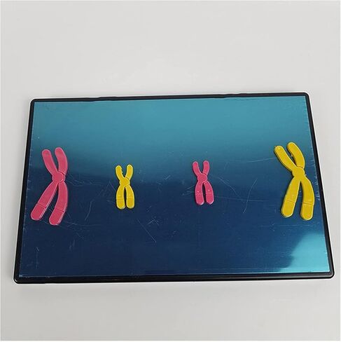 Animal Cell Meiosis Model, Cell Mitosis Medical Teaching Model Animal and Plant Cells Mitosis Model for Science Education Classroom Demonstration Tools. in Kuwait