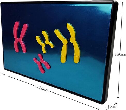 Animal Cell Meiosis Model, Cell Mitosis Medical Teaching Model Animal and Plant Cells Mitosis Model for Science Education Classroom Demonstration Tools. in Kuwait
