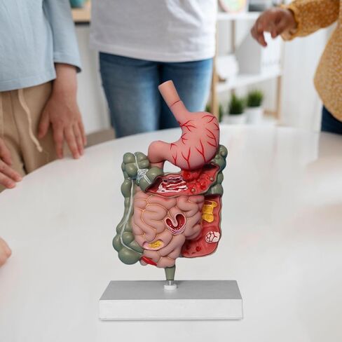 Human Digestive System Model Stomach Section PVC Sturdy Scientific Stomach Model Classroom Science Study Display in Kuwait