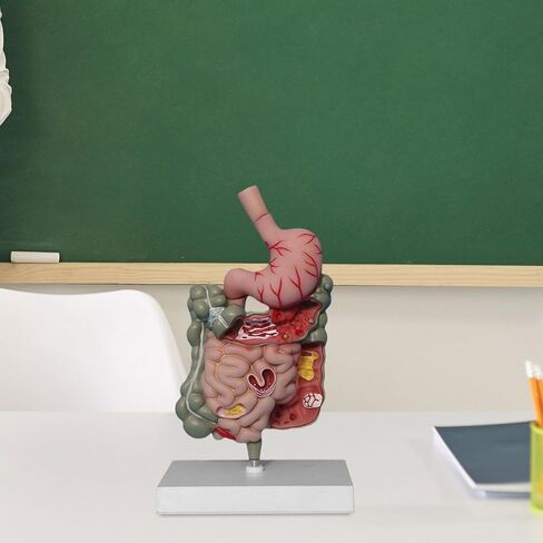 Human Digestive System Model Stomach Section PVC Sturdy Scientific Stomach Model Classroom Science Study Display in Kuwait
