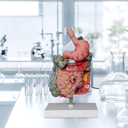 Human Digestive System Model Stomach Section PVC Sturdy Scientific Stomach Model Classroom Science Study Display in Kuwait