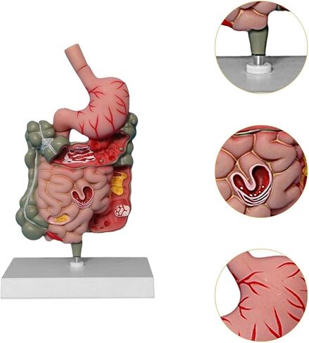 Human Digestive System Model Stomach Section PVC Sturdy Scientific Stomach Model Classroom Science Study Display in Kuwait