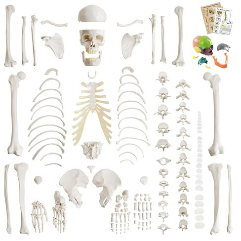 Life-Size 67" Unarticulated Human Skeleton Model with 15-Part Half-Size Exploded Skull & Articulated Hands/Feet - Complete Anatomy Set for Medical Education, Dissection Practice & Study in Kuwait