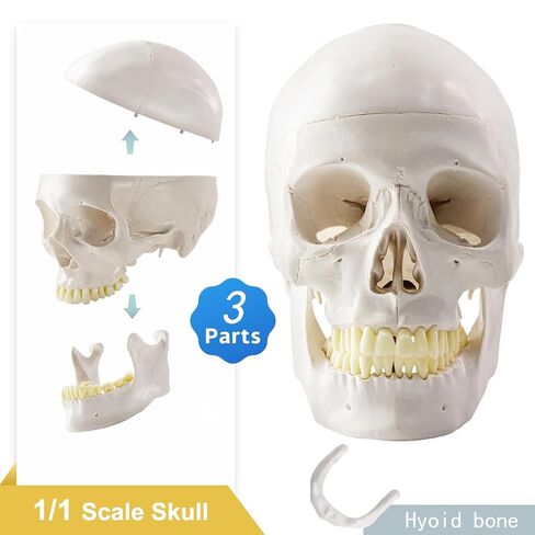 Life-Size 67" Unarticulated Human Skeleton Model with 15-Part Half-Size Exploded Skull & Articulated Hands/Feet - Complete Anatomy Set for Medical Education, Dissection Practice & Study in Kuwait