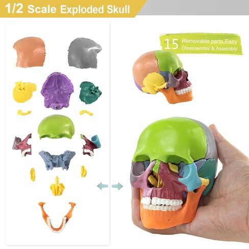 Life-Size 67" Unarticulated Human Skeleton Model with 15-Part Half-Size Exploded Skull & Articulated Hands/Feet - Complete Anatomy Set for Medical Education, Dissection Practice & Study in Kuwait