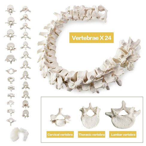 Life-Size 67" Unarticulated Human Skeleton Model with 15-Part Half-Size Exploded Skull & Articulated Hands/Feet - Complete Anatomy Set for Medical Education, Dissection Practice & Study in Kuwait