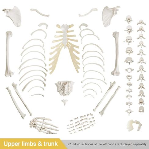 Life-Size 67" Unarticulated Human Skeleton Model with 15-Part Half-Size Exploded Skull & Articulated Hands/Feet - Complete Anatomy Set for Medical Education, Dissection Practice & Study in Kuwait