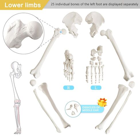 Life-Size 67" Unarticulated Human Skeleton Model with 15-Part Half-Size Exploded Skull & Articulated Hands/Feet - Complete Anatomy Set for Medical Education, Dissection Practice & Study in Kuwait