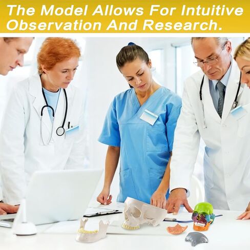 Life-Size 67" Unarticulated Human Skeleton Model with 15-Part Half-Size Exploded Skull & Articulated Hands/Feet - Complete Anatomy Set for Medical Education, Dissection Practice & Study in Kuwait