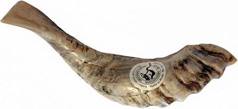 Special Polished Extraordinary Kosher Rams Horn Shofar 12"-14", Handcrafted in Israel by Shofarot Israel Factory - 100% Kosher With Free Shofar Bag in Saudi Arabia