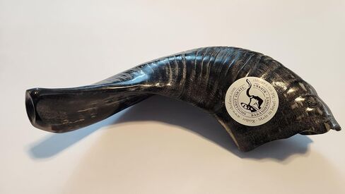 Special Polished Extraordinary Kosher Rams Horn Shofar 12"-14", Handcrafted in Israel by Shofarot Israel Factory - 100% Kosher With Free Shofar Bag in Saudi Arabia