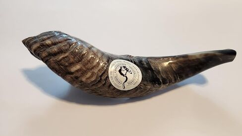 Special Polished Extraordinary Kosher Rams Horn Shofar 12"-14", Handcrafted in Israel by Shofarot Israel Factory - 100% Kosher With Free Shofar Bag in Saudi Arabia