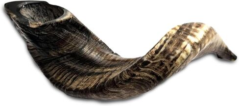 Kosher Rams Horn Shofar 17"-19" Half-Polished | Authentic Shofar Horn Jericho Type | Jewish Ram Horn Blowing Horn from Israel in Saudi Arabia